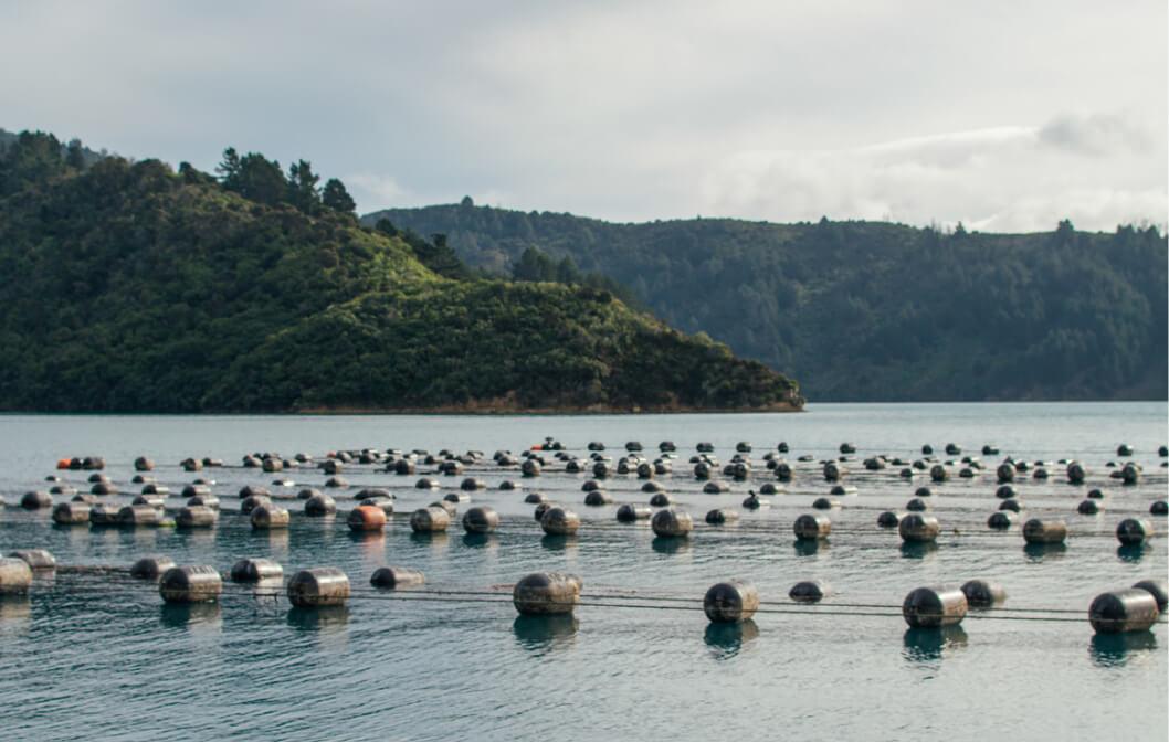 Mussel Farm In New Zealand
