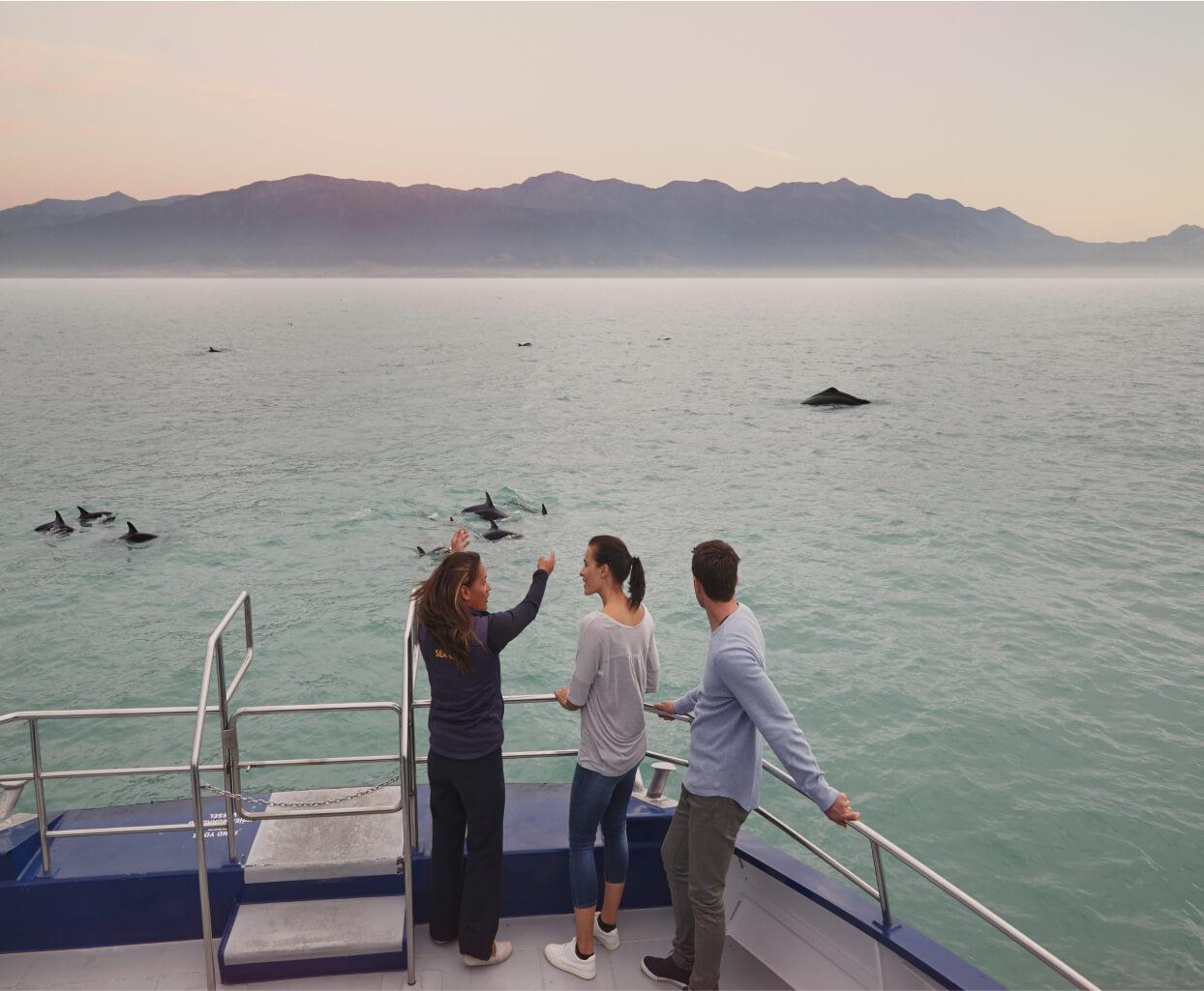 Whale Watching Kaikoura