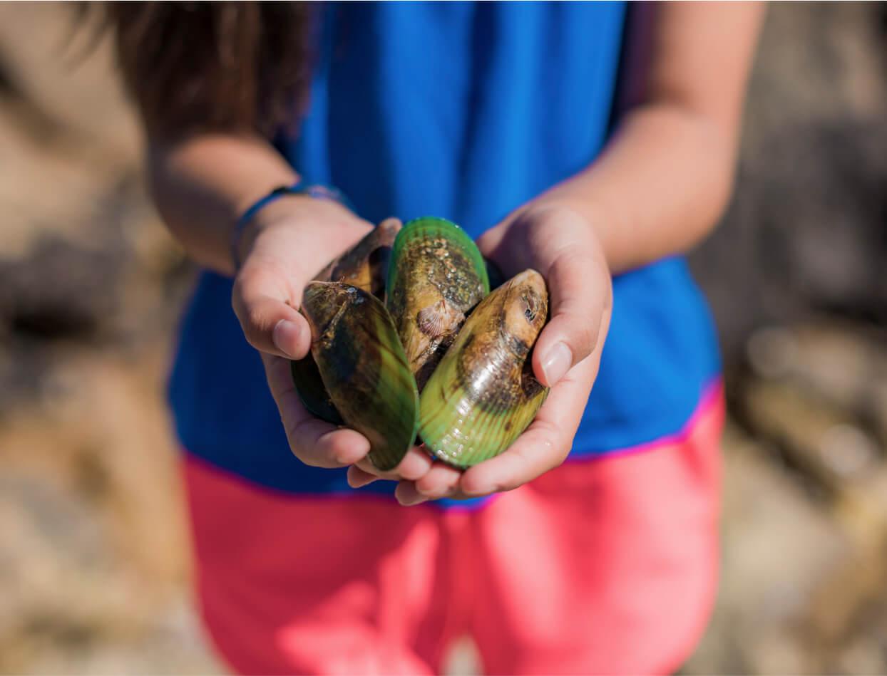 Mussels in hands