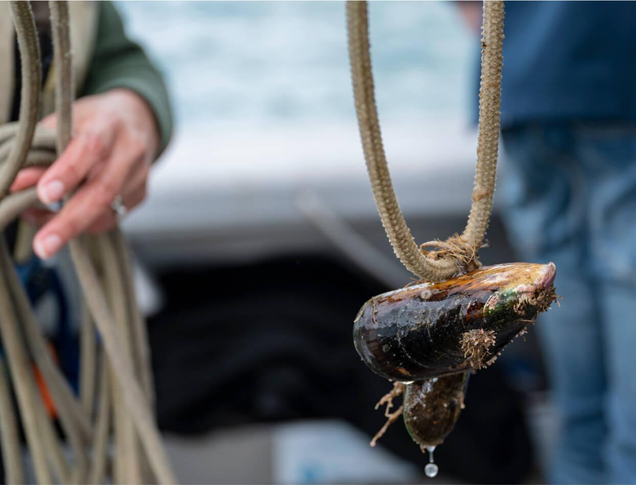 Mussel on spat line